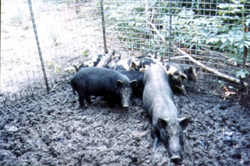 Feral pigs can damage sugarcane, wheat, banana and strawberry crops