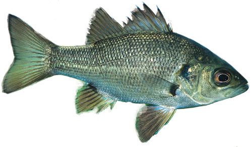 Australian Bass - Macquaria novemaculeata. Image: DAFF