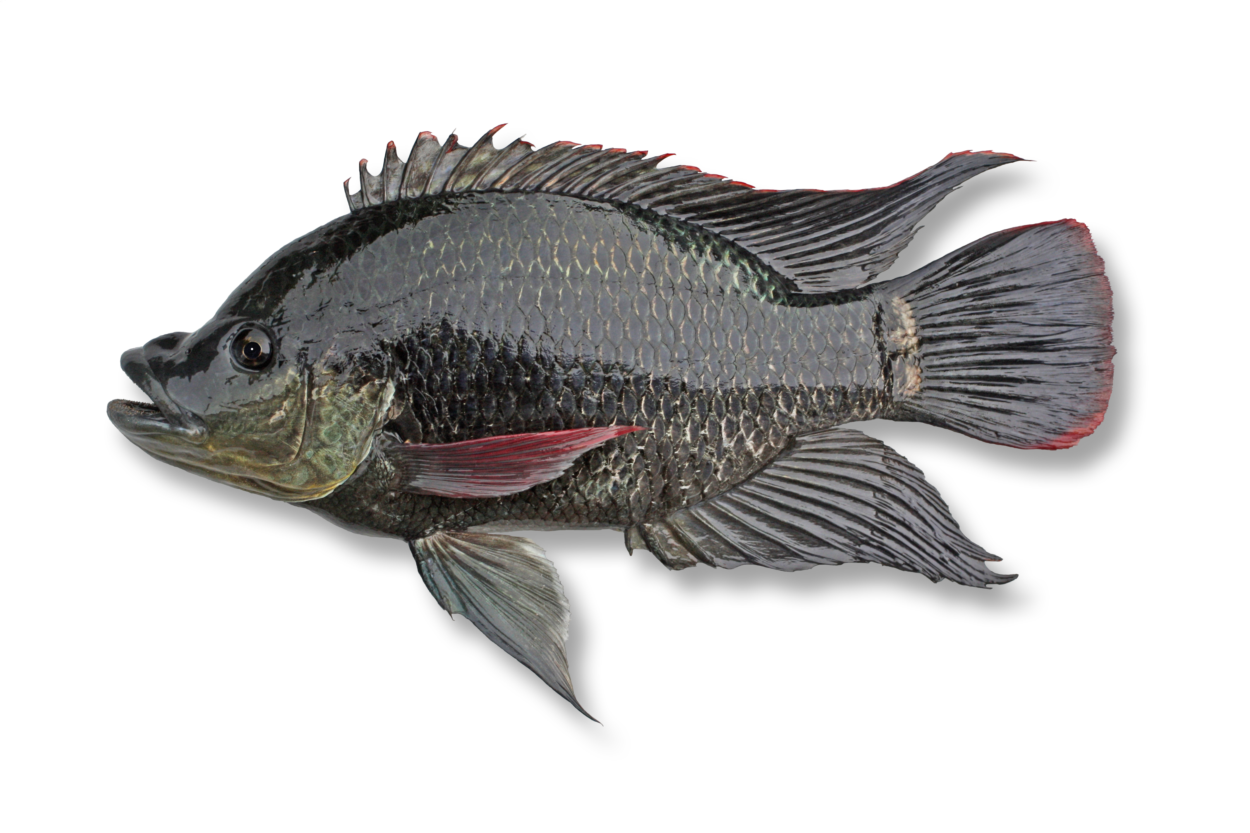 Mozambique tilapia/mouthbrooder,Oreochromis mossambicus. Image: DAFF
