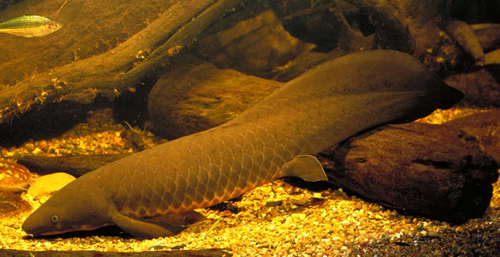 freshwater-lungfish-500.jpg